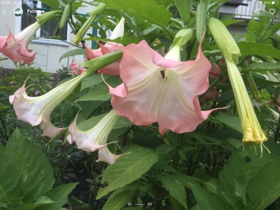 Бругмансія або труби ангела рожева та жовта