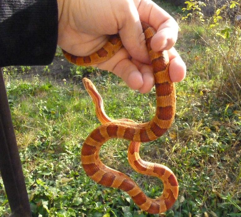Wąż zbożowy Pantherophis guttatus samiec classic jednoroczny