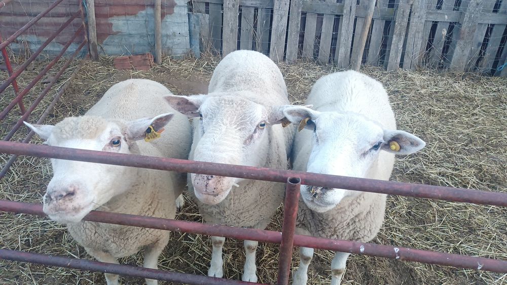 Carneiro de raça (registado)