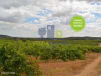 Terreno agrícola com vinha em Selmes | Vidigueira