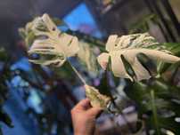 Monstera Variegata Half Moon