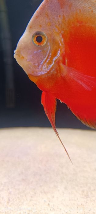 Paletka dyskowiec Red white Pilne !!