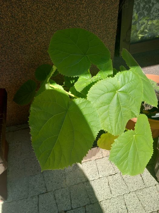 Paulownia drzewko szczęścia