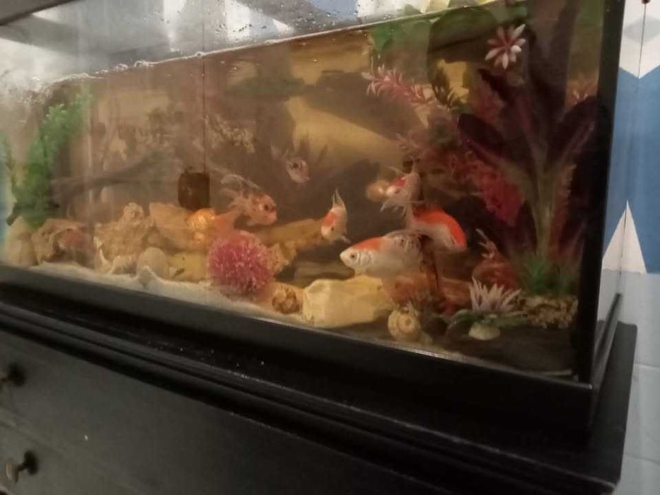 Aquário com Recheios