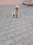 Labrador Retriever amarelo Lop e Afixo