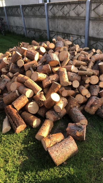 Sosna świeżo cięta