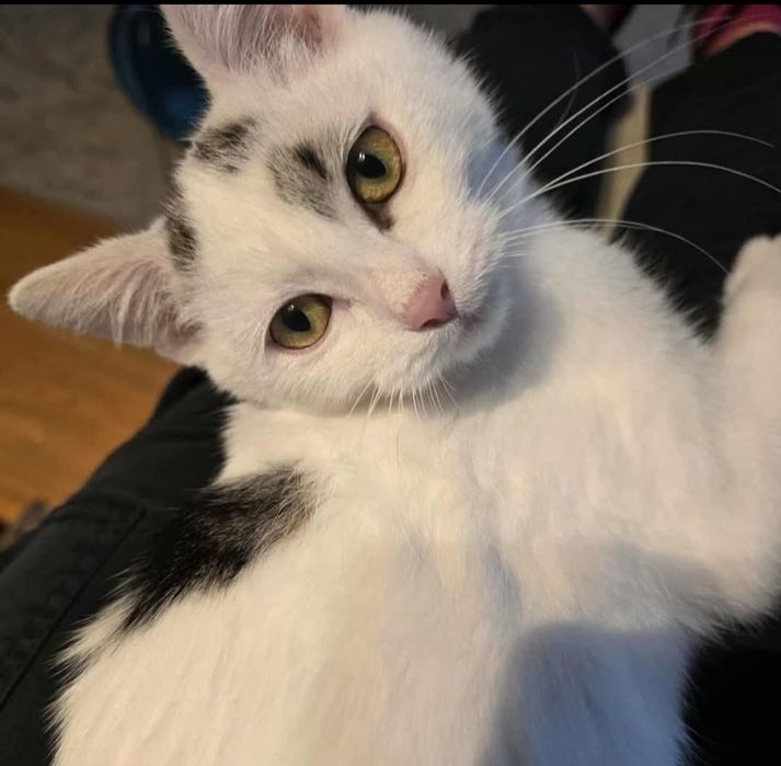 Cudowny kociak do adopcji