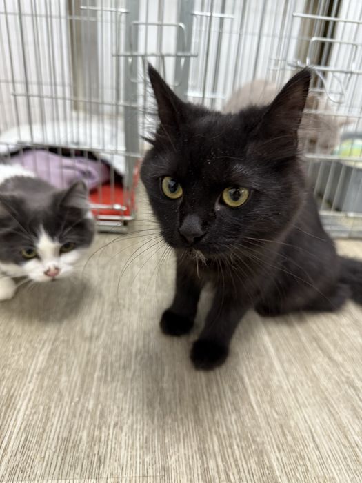 Віддаємо кішечку