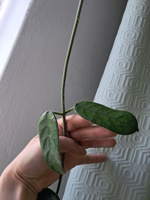 Hoja globulosa cieta galazka hoya