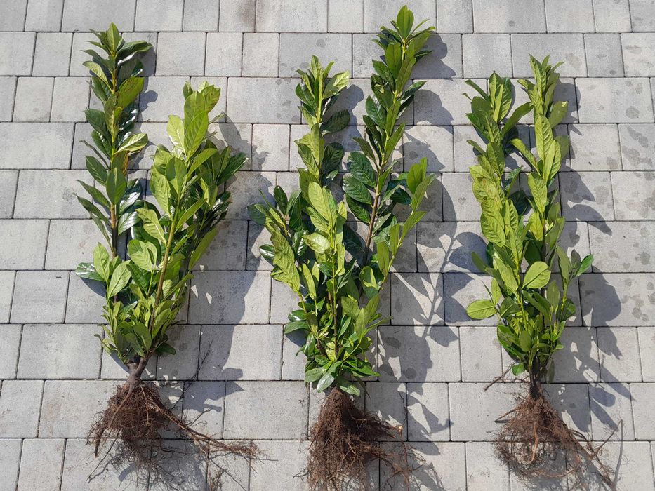 Laurowiśnia! Sadzimy! Caucasica, Novita, Rotundifolia! Prunus! 150 cm!