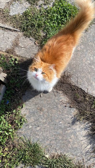 Рижий котик Річі шукає дім