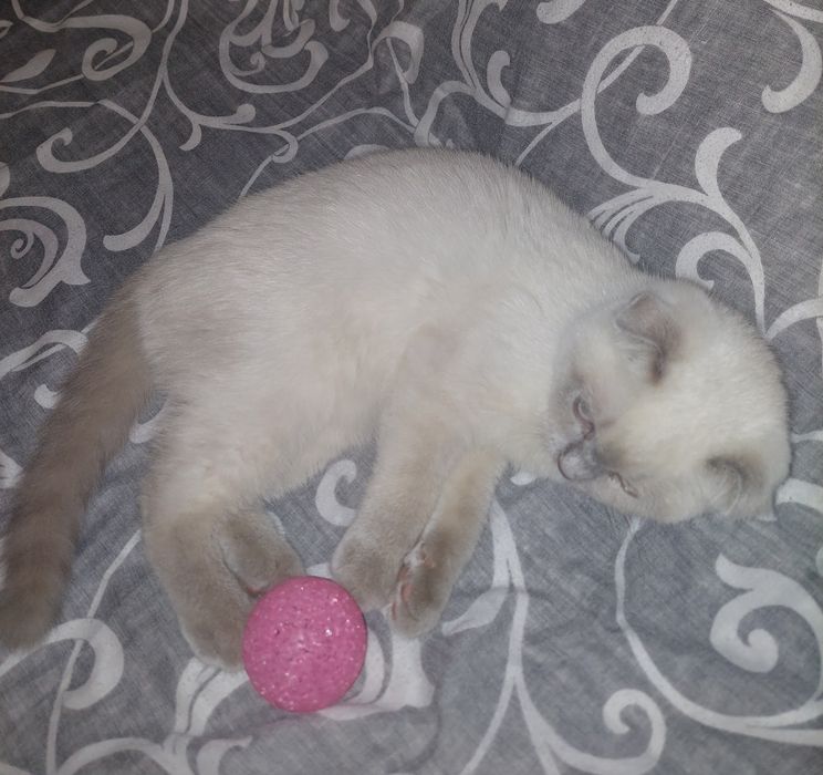 Скоттиш фолд Девочка чистокровная!