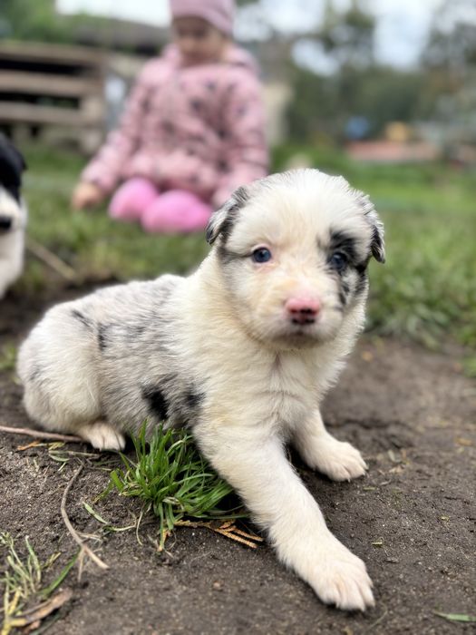 Border collie- suczka