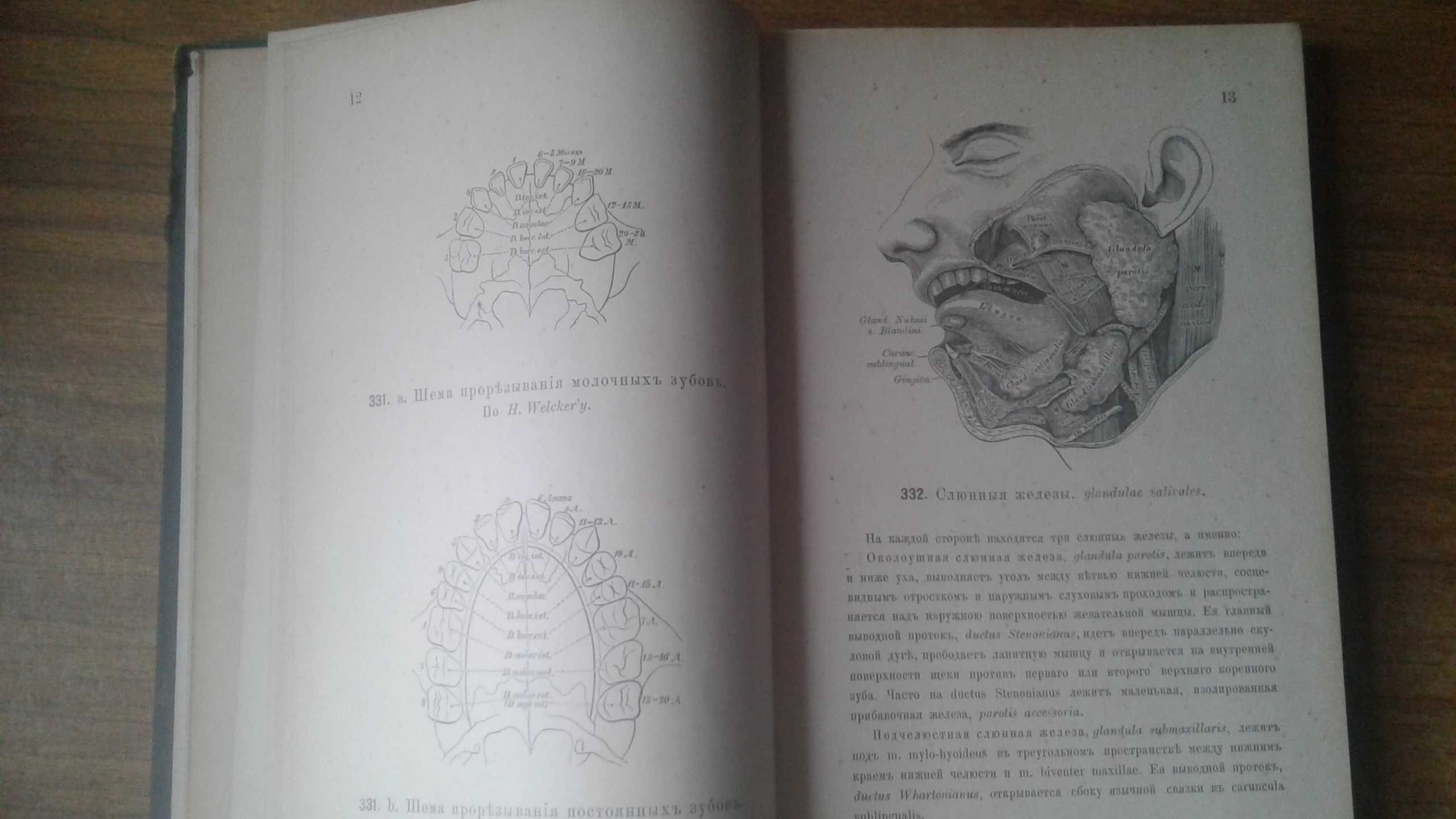 Атлас анатомии антикварный 1896 год