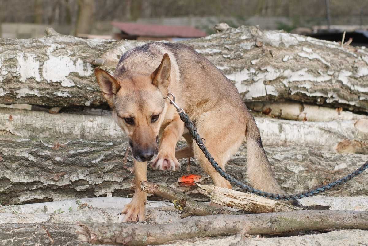 owczarek Mix  szuka domu schronisko Zgierz aktualne