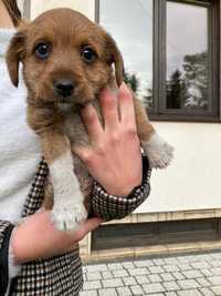 Piesek szczeniak szuka nowego domu pies brązowy mały do adopcji
