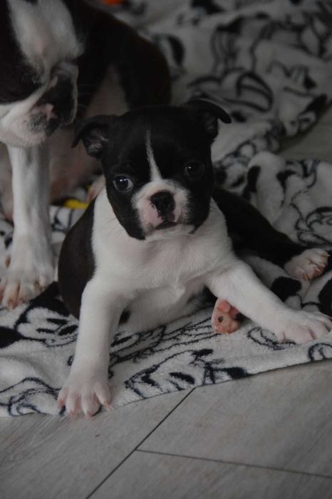 BOSTON TERRIER , Terra platino , samiec RAYAN, ZKwP/FCI