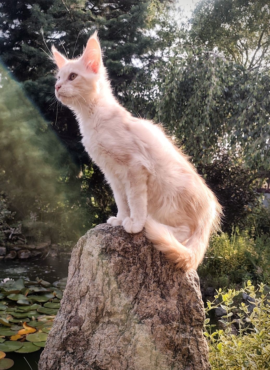 Duży Maine Coon PARYS