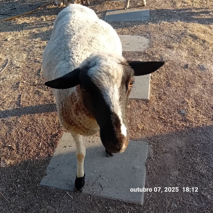 Vende-se Borrego