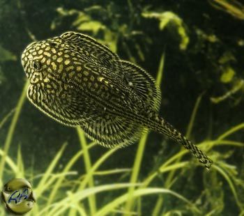 Нанорибки для невеликого акваріуму