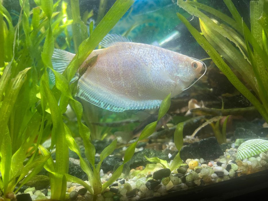 Rybka akwarelowa gurami