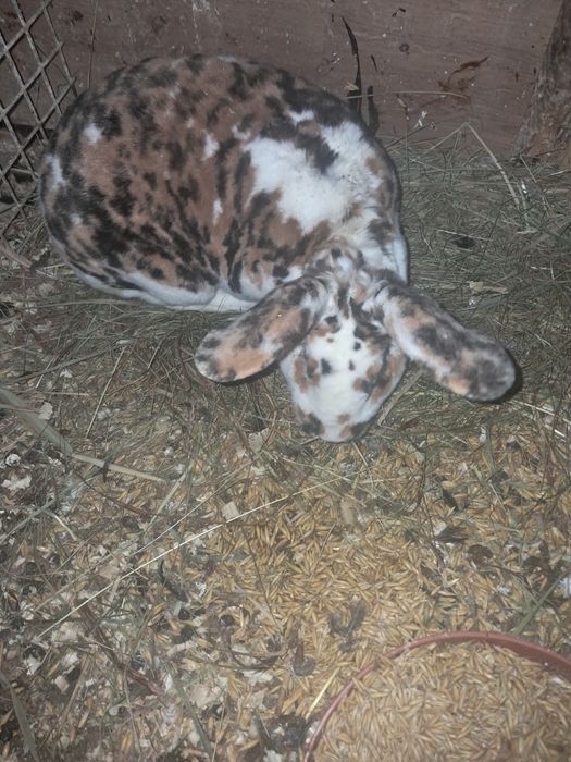 Krolik rex trójbarwny