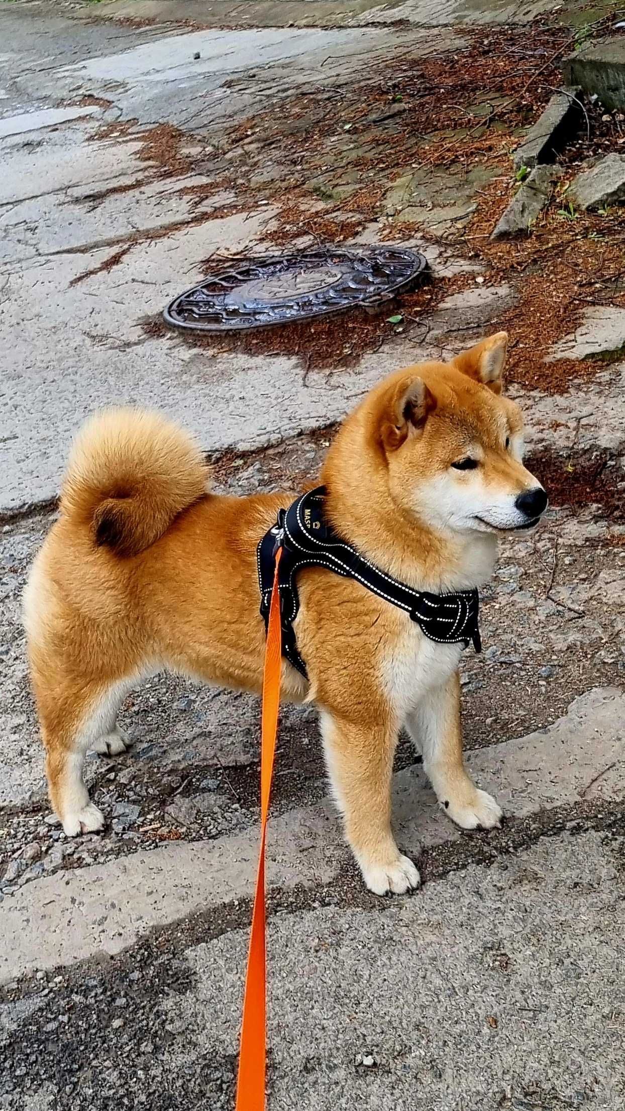 Цуценята сіба іну, шиба , shiba