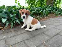 Szczeniak Jack Russell Terrier