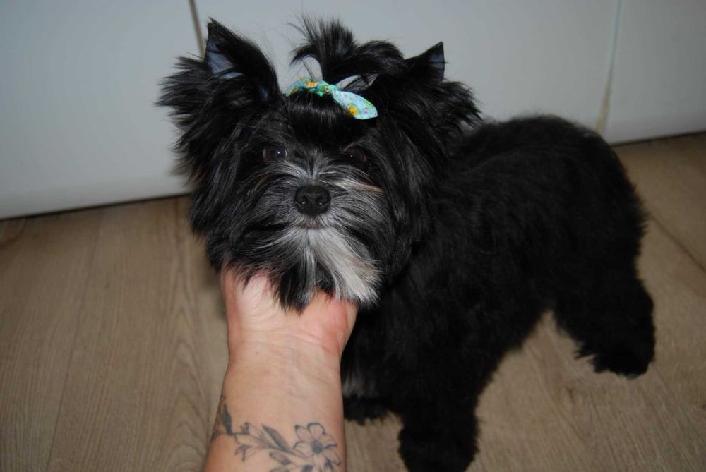 Cudo  black york