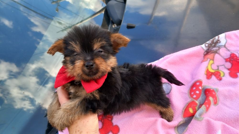 Yorkshire terrier  macho mini