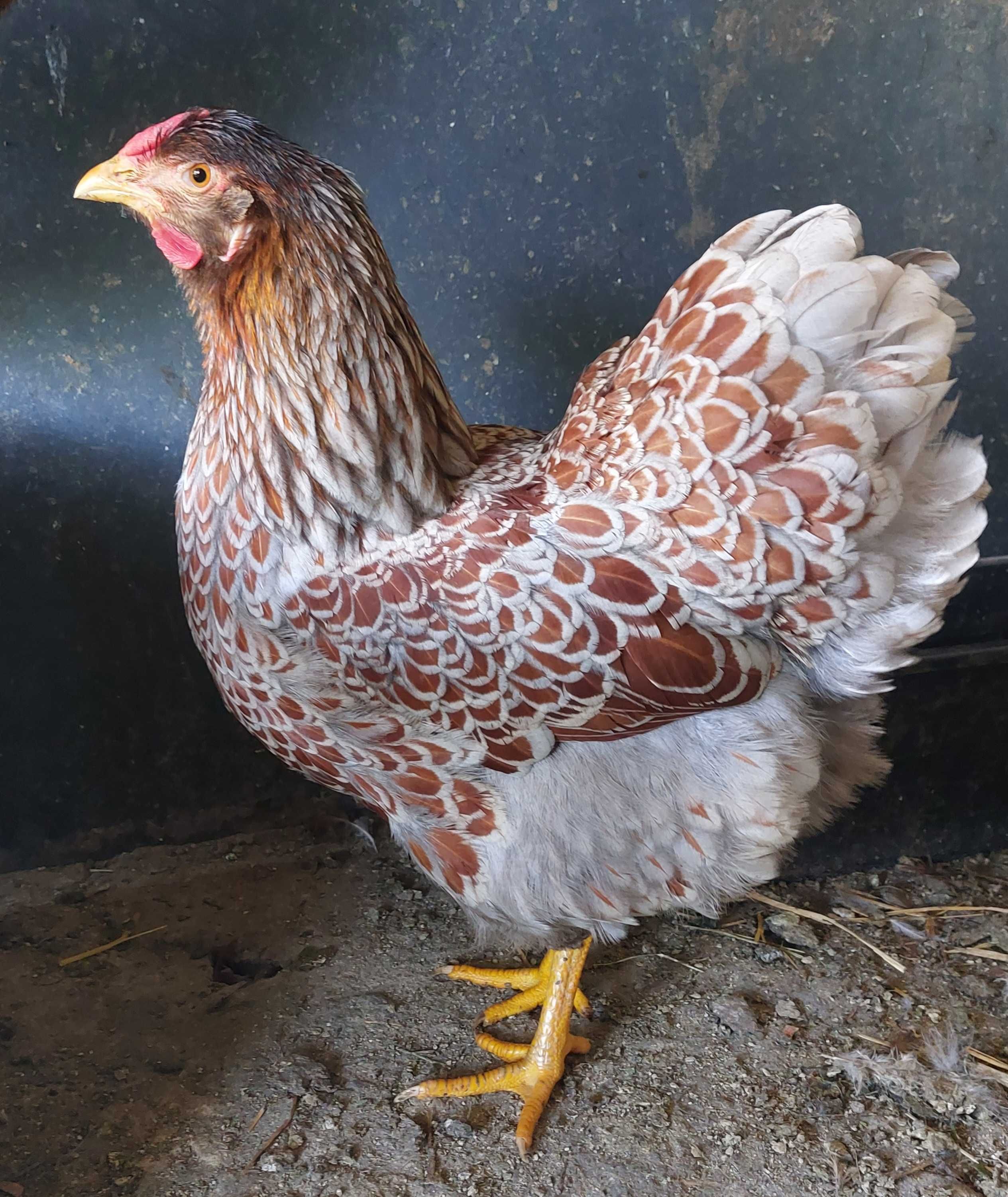 Wyandotte ovos galados/ férteis