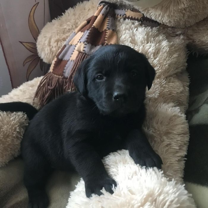 Продаються лабладори неймовірні цуценята