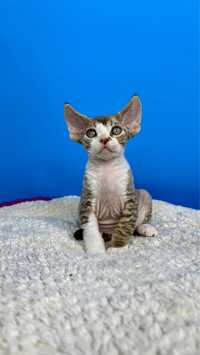 Devon rex kocurek Wayne