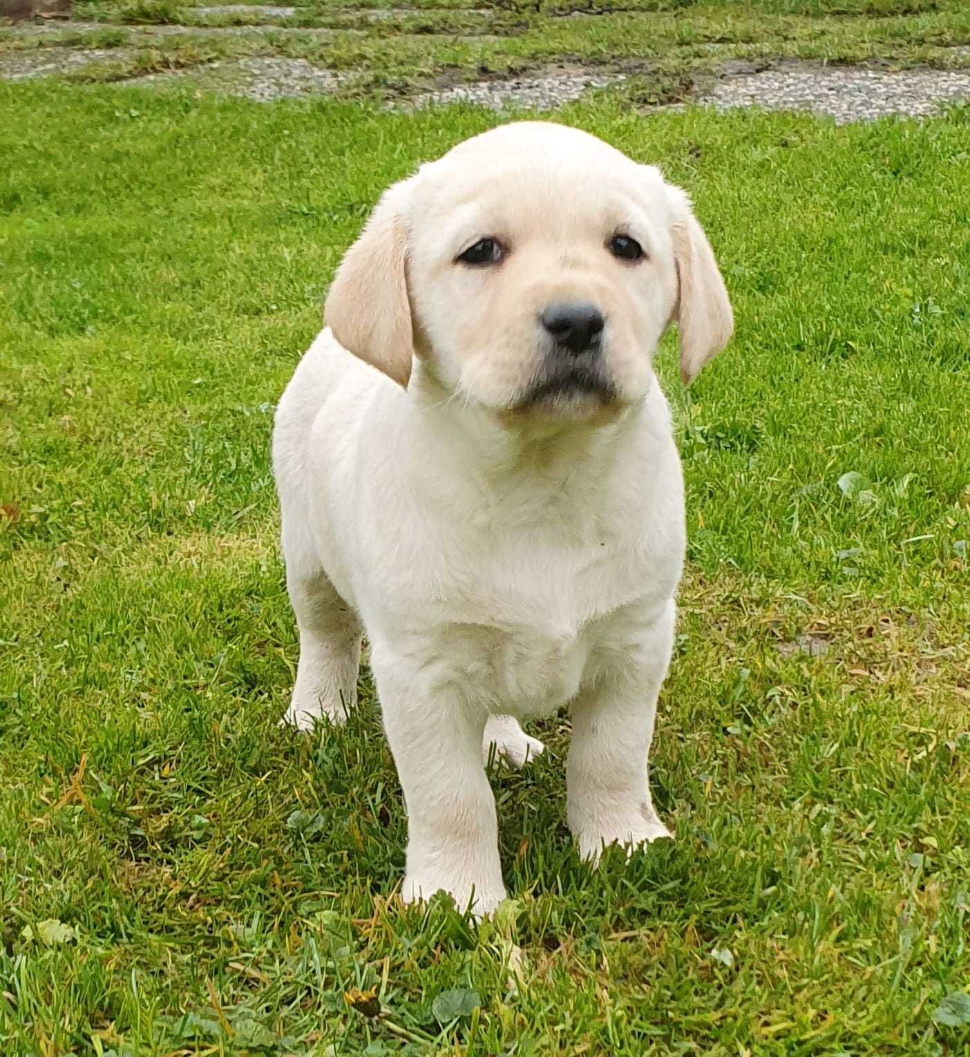 Labrador Retriever ZKwP FCI pies piesek biszkoptowy rodowod