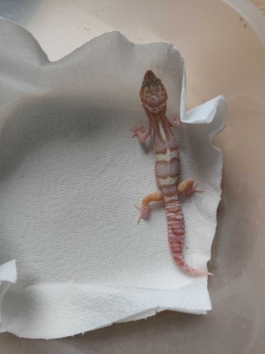 Sprzedam młodą samiczkę gekona lamparciego