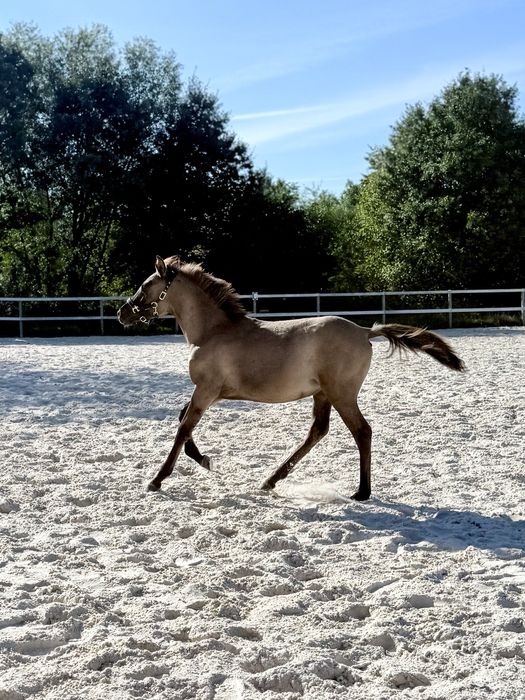 Super klacz konikoarab 7 miesięcy