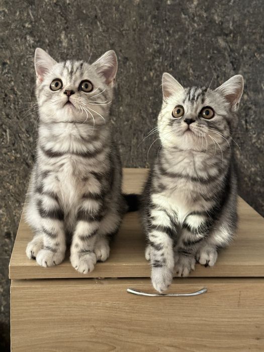 Британські мармурові кошенята — маленьке щастя з великим серцем