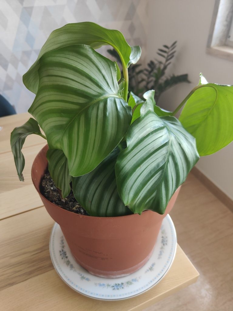 Linda planta Calathea Melancia