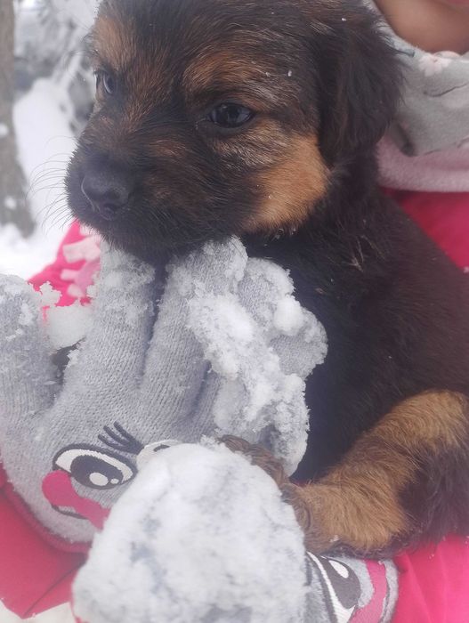 Szczeniaki do oddania