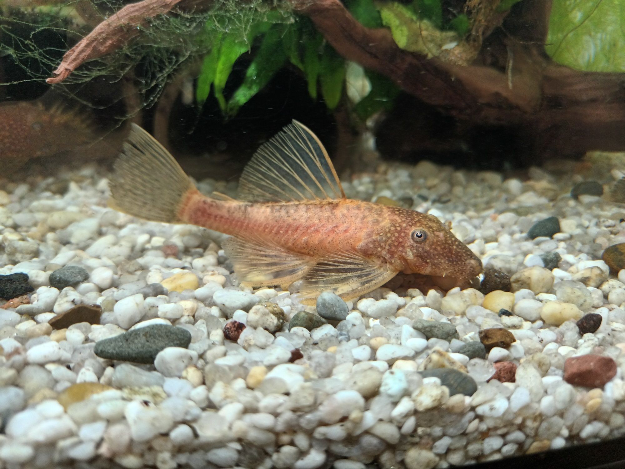 Ancistrus sp. Calico zbrojniki nie lda 16