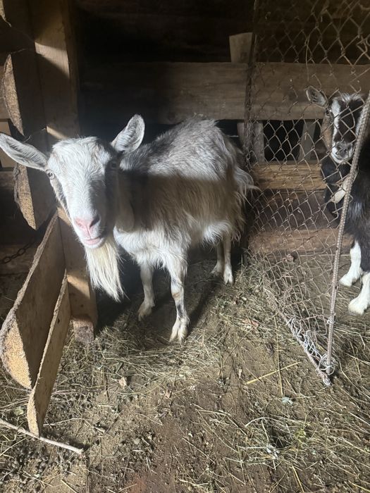Продам чотири кози