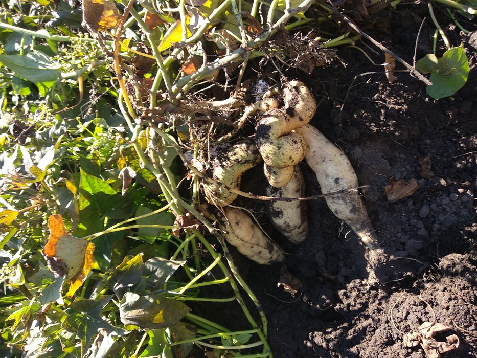 Сажанцы Батата (сладкий картофель)