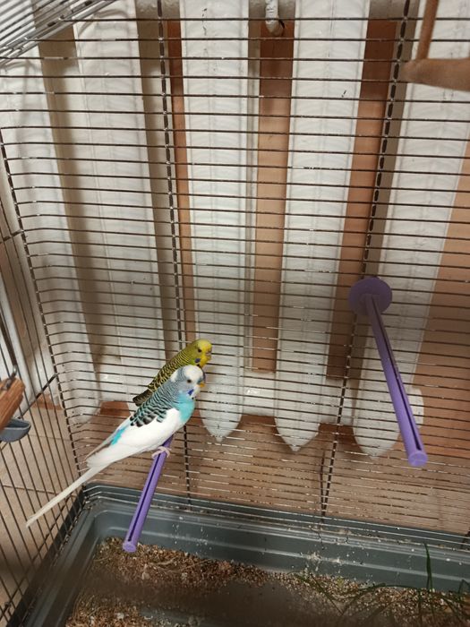 Клітка для птахів. Висота – 81 см., ширина – 78 см.