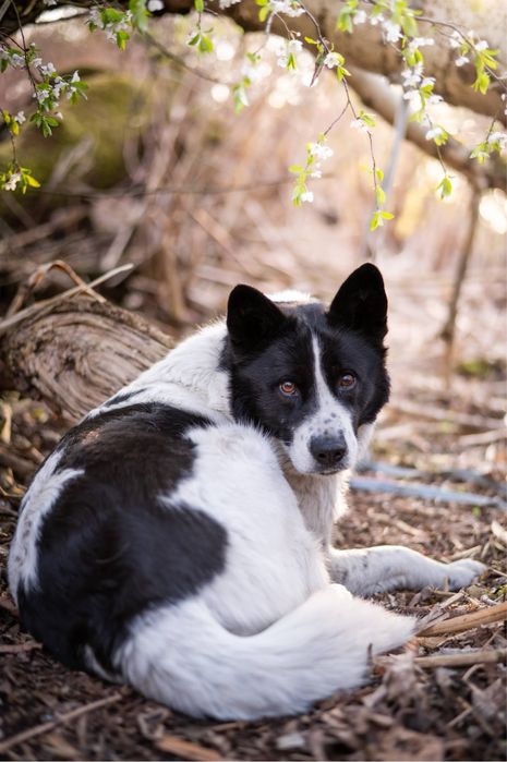 Przepiękny, bardzo inteligentny i łagodny pies jak husky. Czarno biały