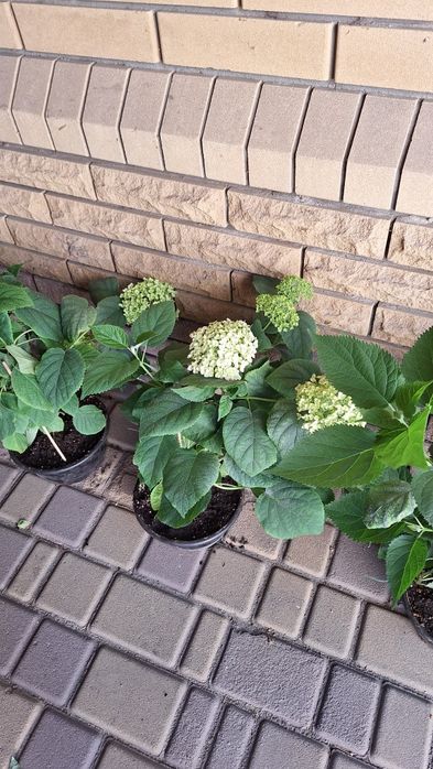 Продам  саженцы гортензии