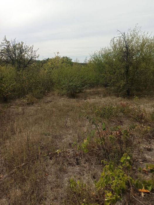 Продам дачу в місті стара балашівка