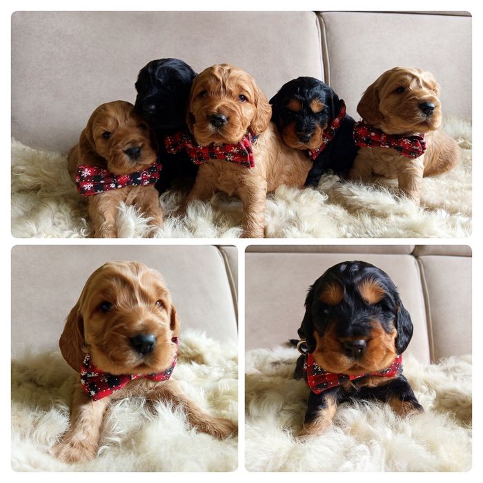 Śliczny Cocker spaniel