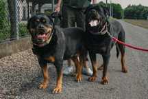 Zuzia i Szafir Rottweilery do adopcji - hodowla ZK