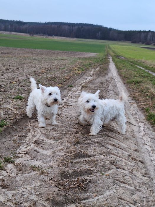 West Highland White Terrier