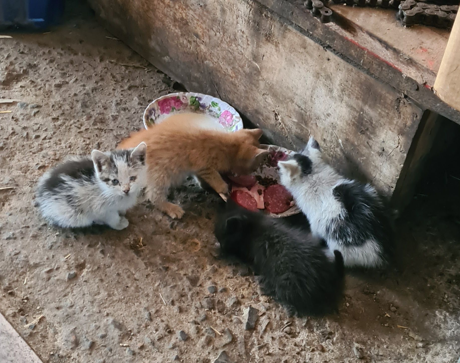Віддам кошенят 1місяць